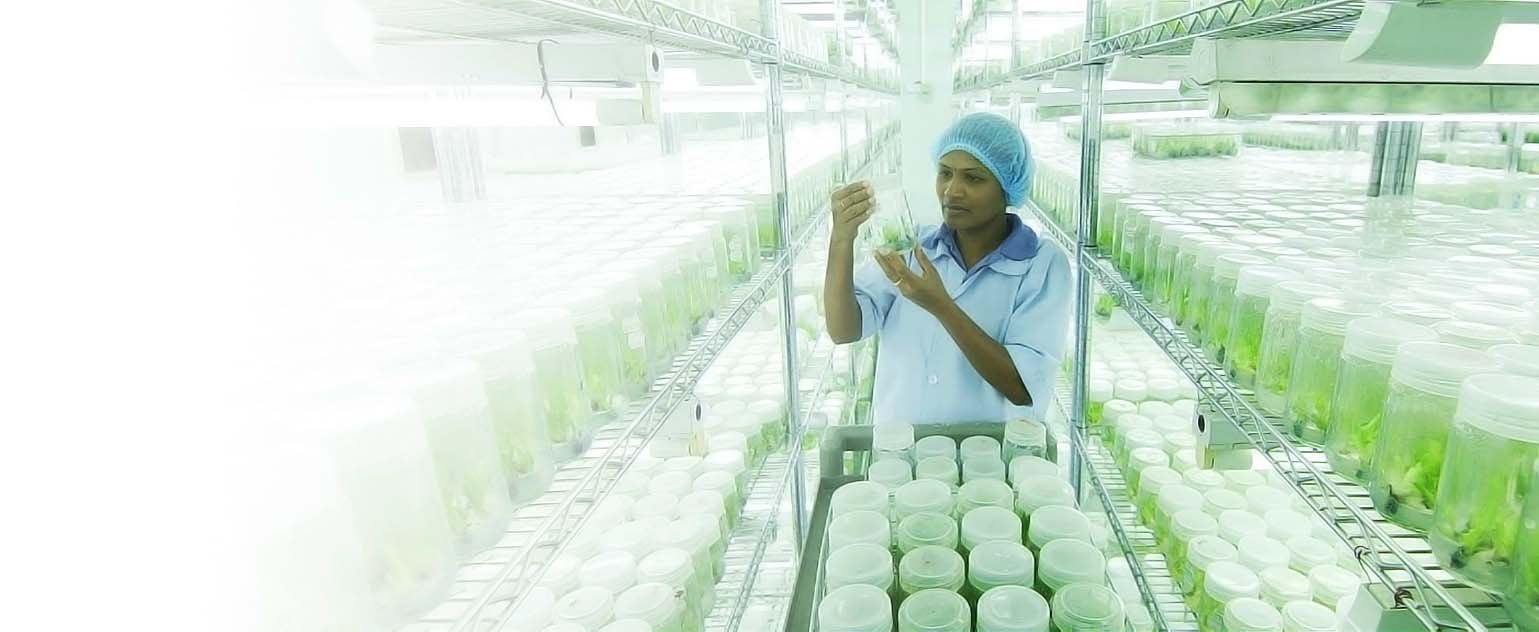 Plant Tissue Culture Hayleys Agro Biotech